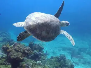 Dive Experience