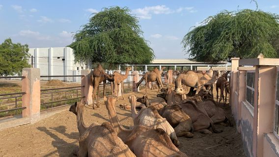Bikaner