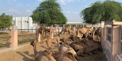 National Research Centre on Camel