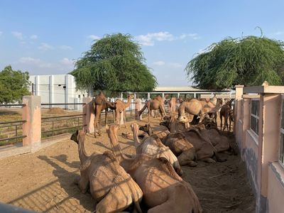 ICAR-National Research Centre on Camel