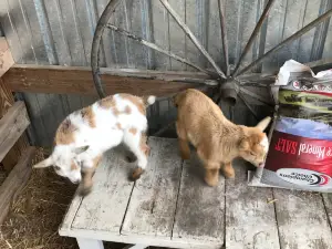 Pinehaven Farm