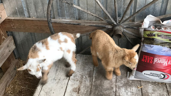 Pinehaven Farm
