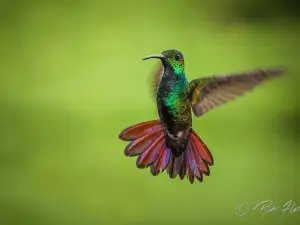 Dave & Dave's Costa Rica Nature Park