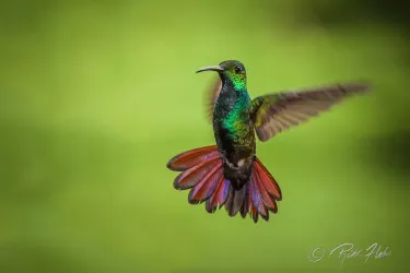 Dave & Dave's Costa Rica Nature Park