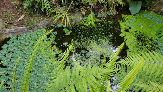 Maui Nui Botanical Gardens