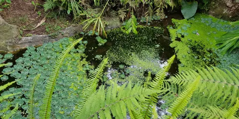 茂宜努伊植物園