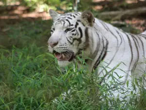T&D's Cats of the World