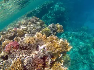 Sataya Dolphin Reef