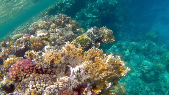 Sataya Dolphin Reef