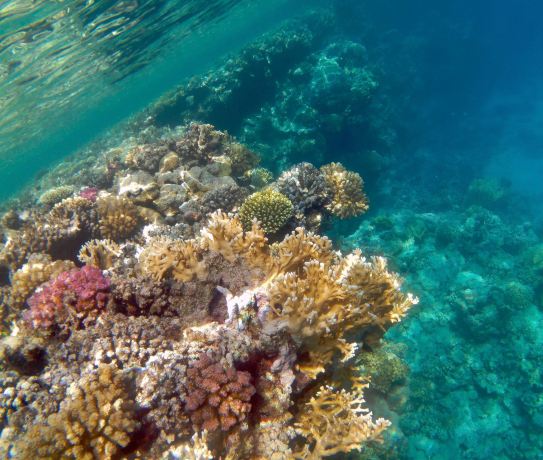 Sataya Dolphin Reef
