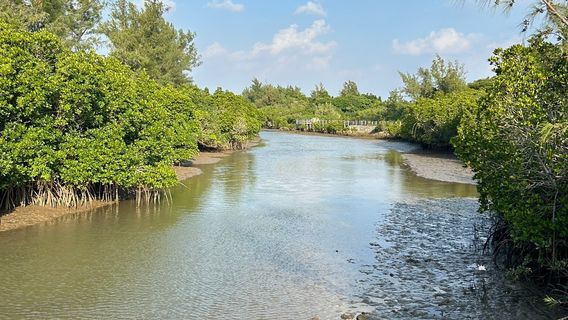 Shimajiri mangrove forest