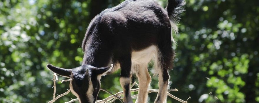 Zoo Gorica