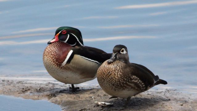 Waterplay At Zephyr Park