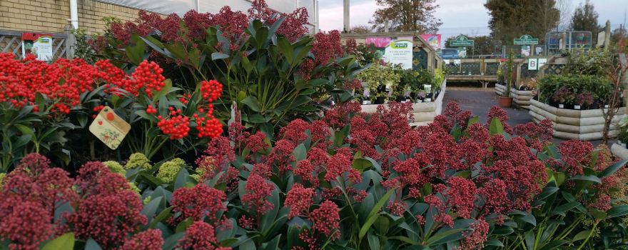 Buckingham Nurseries & Garden Centre