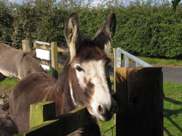 The Scottish Donkey Sanctuary