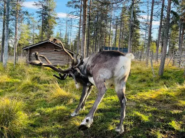 Saariselka Reindeer Farm