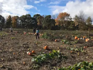Buckhorn Berry Farm