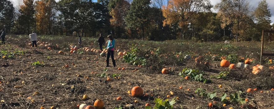 Buckhorn Berry Farm