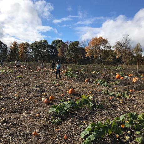 Buckhorn Berry Farm