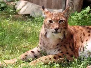 Animal Adventures Family Zoo & Rescue Center