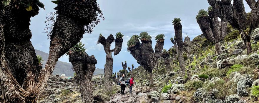 KILI HIGHLANDS EXPLORER TEAM: Best Locally-Owned Kilimanjaro Trekking Tour Company | Tanzania Safari Experts