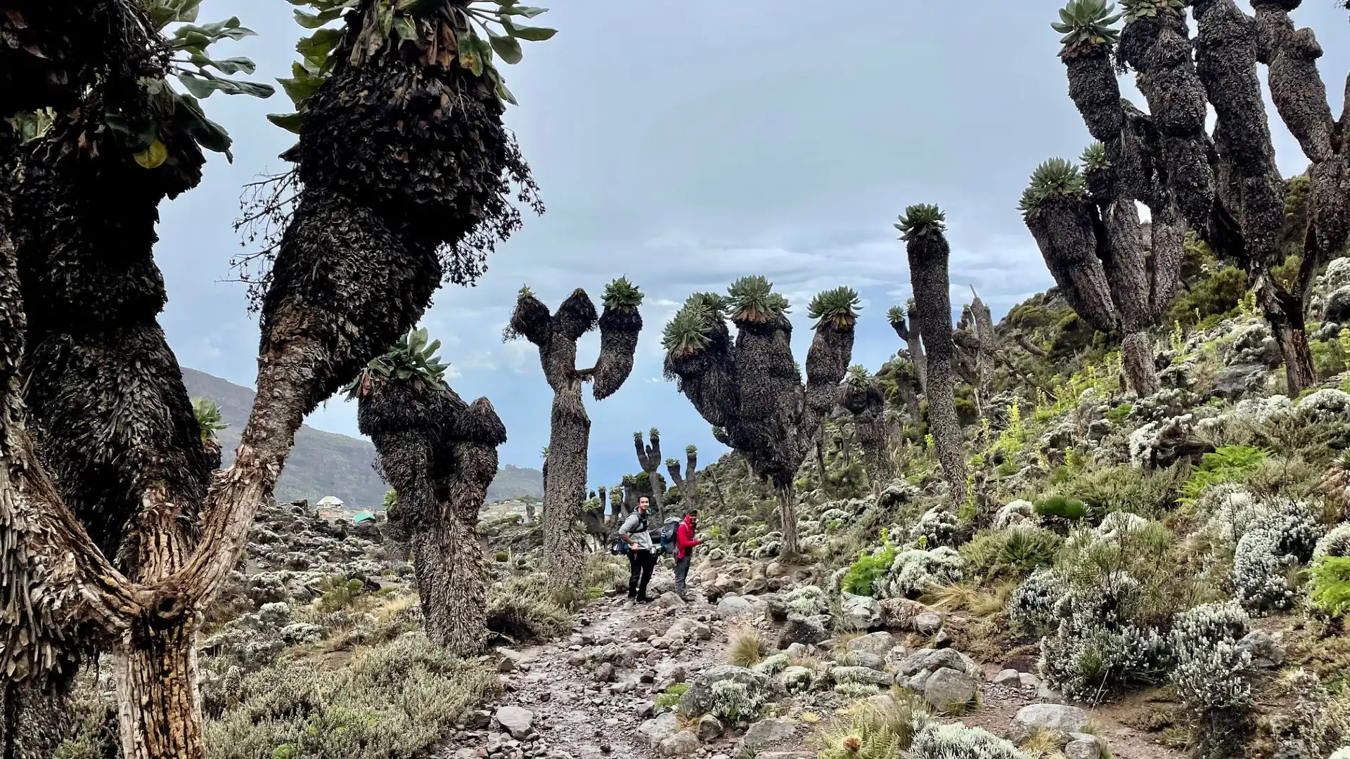 Hotels near KILI HIGHLANDS EXPLORER TEAM:Best Kilimanjaro Trekking Tour Company | Tanzania Safari Tour Operator | Travel | Kilimanjaro