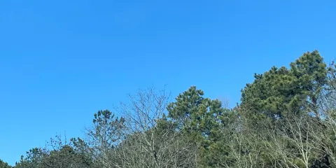 Sears Bellows County Park