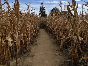Bestmaze Corn Maze