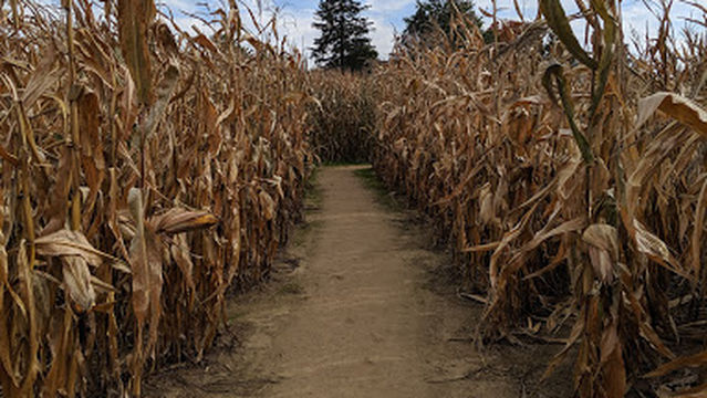 Bestmaze Corn Maze