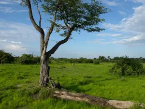 Headquarters -- South Luangwa National Park