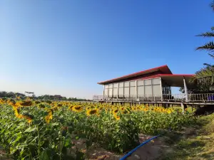 Muang Sam Sip Organic Farm