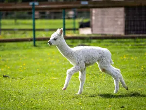Dobuļi, Mini zoo