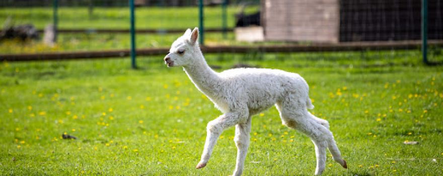 Dobuļi, Mini zoo