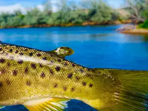 Wyoming Adventures, Bighorn Fly Fishing