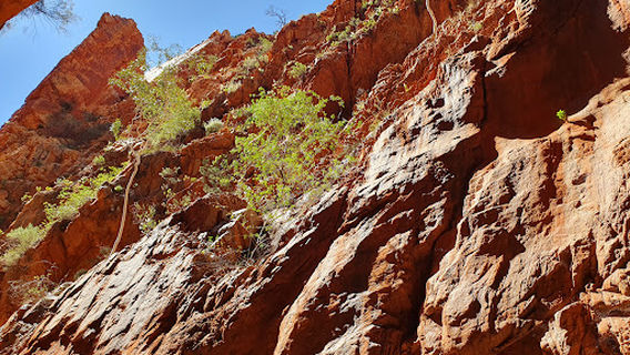 Alice Springs