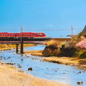 河津桜