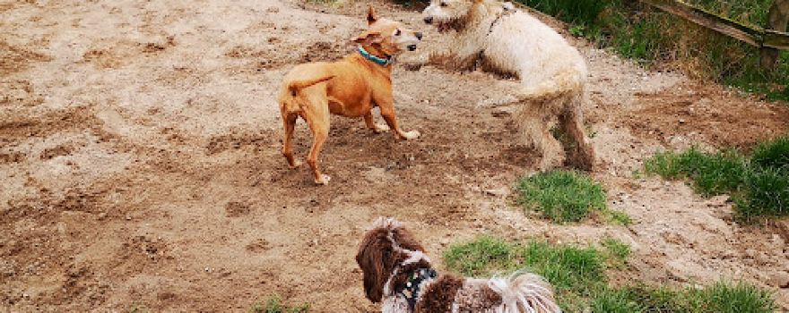 Hundeauslaufplatz Ketsch