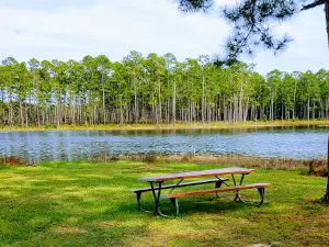Conecuh National Forest