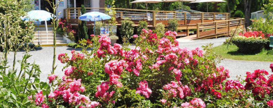 Camping acacias