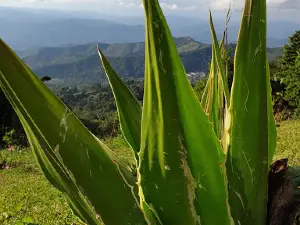จุดชมวิวดอยช้าง Doi Chang Viewpoint