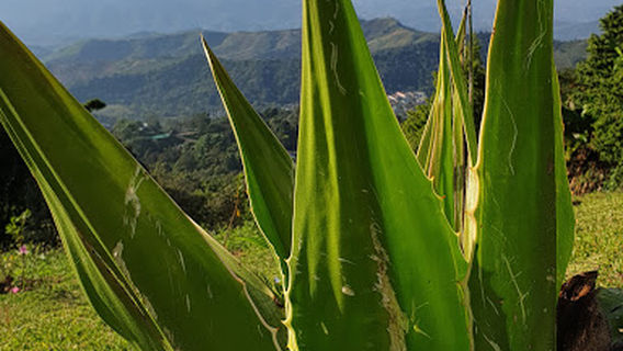 จุดชมวิวดอยช้าง Doi Chang Viewpoint