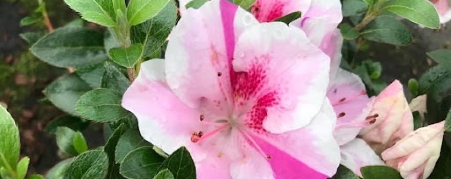 Azienda di floricoltura Gladich Lucia