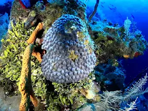 Coco Diving Center