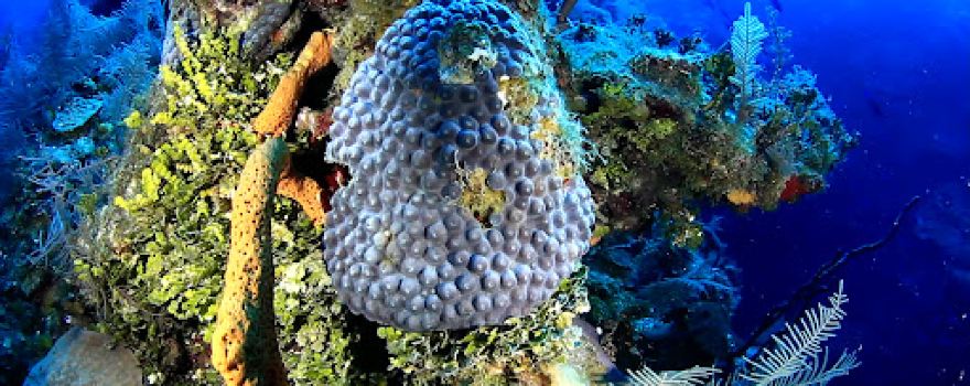 Coco Diving Center