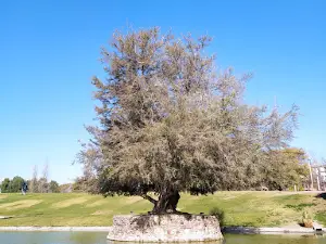 Parque Central