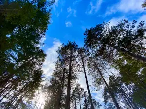 Foot Hills State Forest