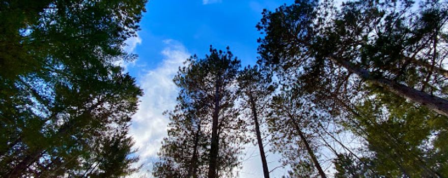 Foot Hills State Forest