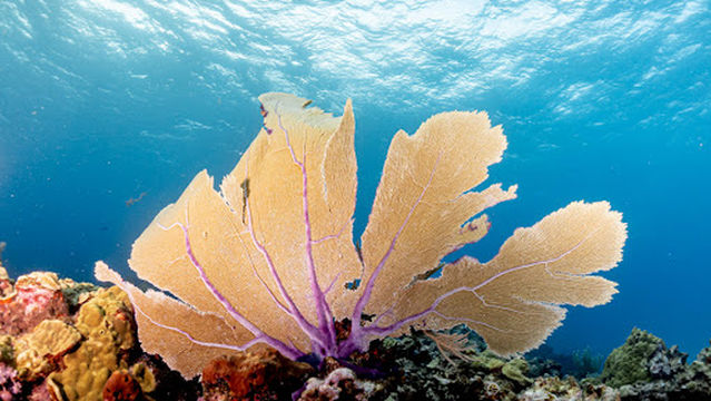 Isla Mujeres SCUBA Diving (Mundaca Divers)