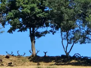 Le Saint Hubert Parc Animalier, Ferme Auberge et Gîtes