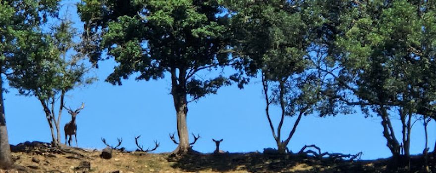 Le Saint Hubert Parc Animalier, Ferme Auberge et Gîtes